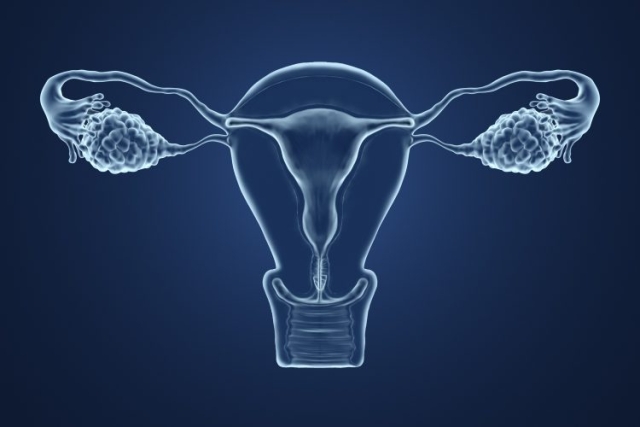 female reproductive system