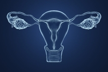 female reproductive system